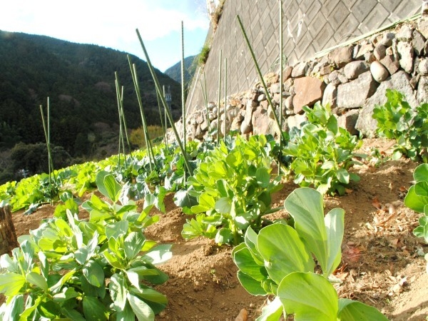 【伊豆のお野菜♪満喫プラン】大地の美味しさ召し上がれ！お肉や魚を使わない、禅の湯のベジタブルプラン