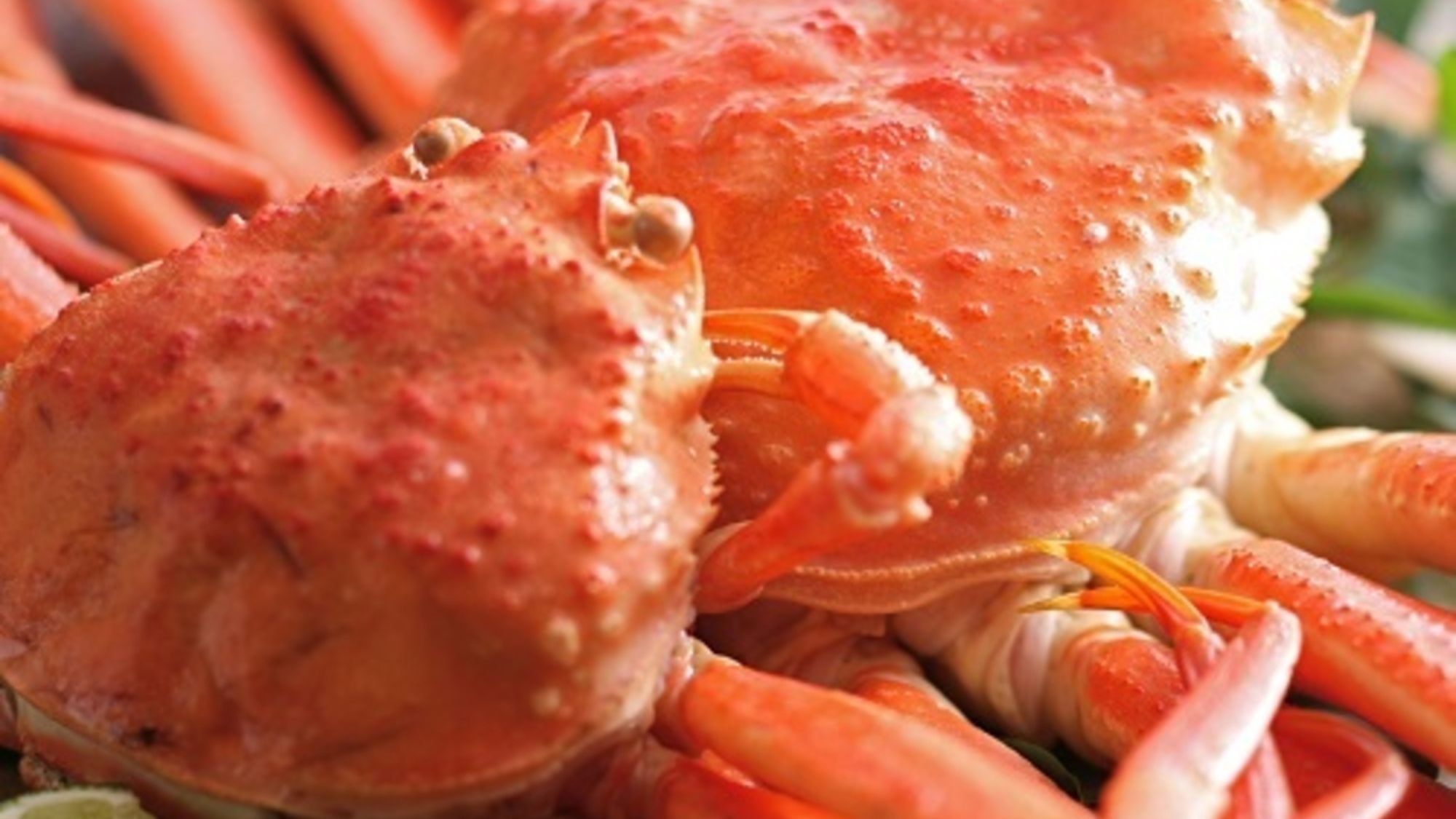 活ずわいがに&times;香箱蟹