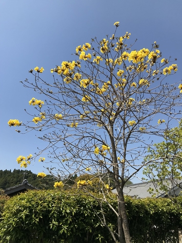 桜に１週間遅れて咲く南米原産の黄色い花　　イペー