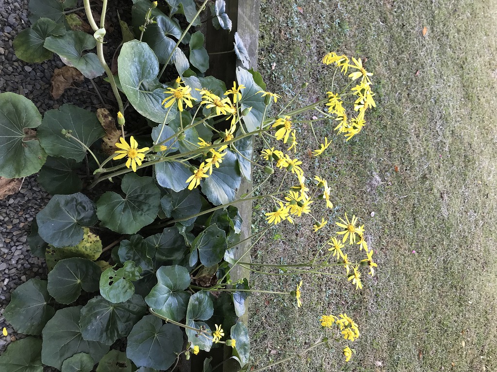 つわぶき　　　冬場の花のない時期に黄色い花が咲きます