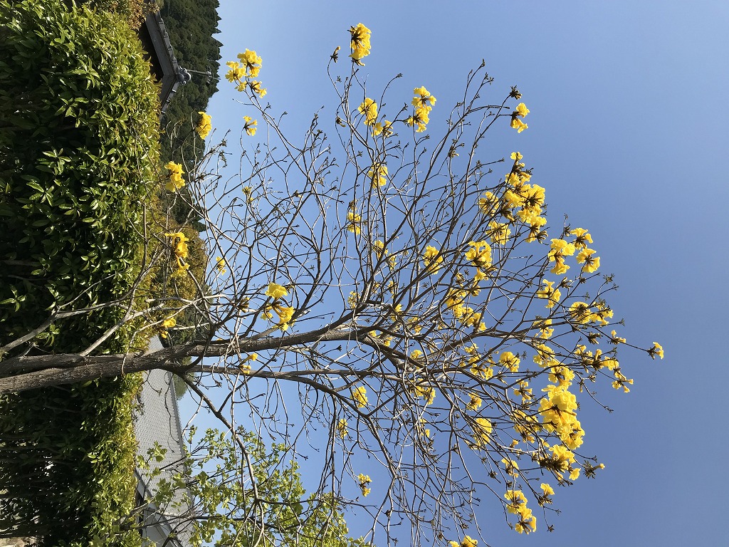 黄色の花　　南米原産のイペー