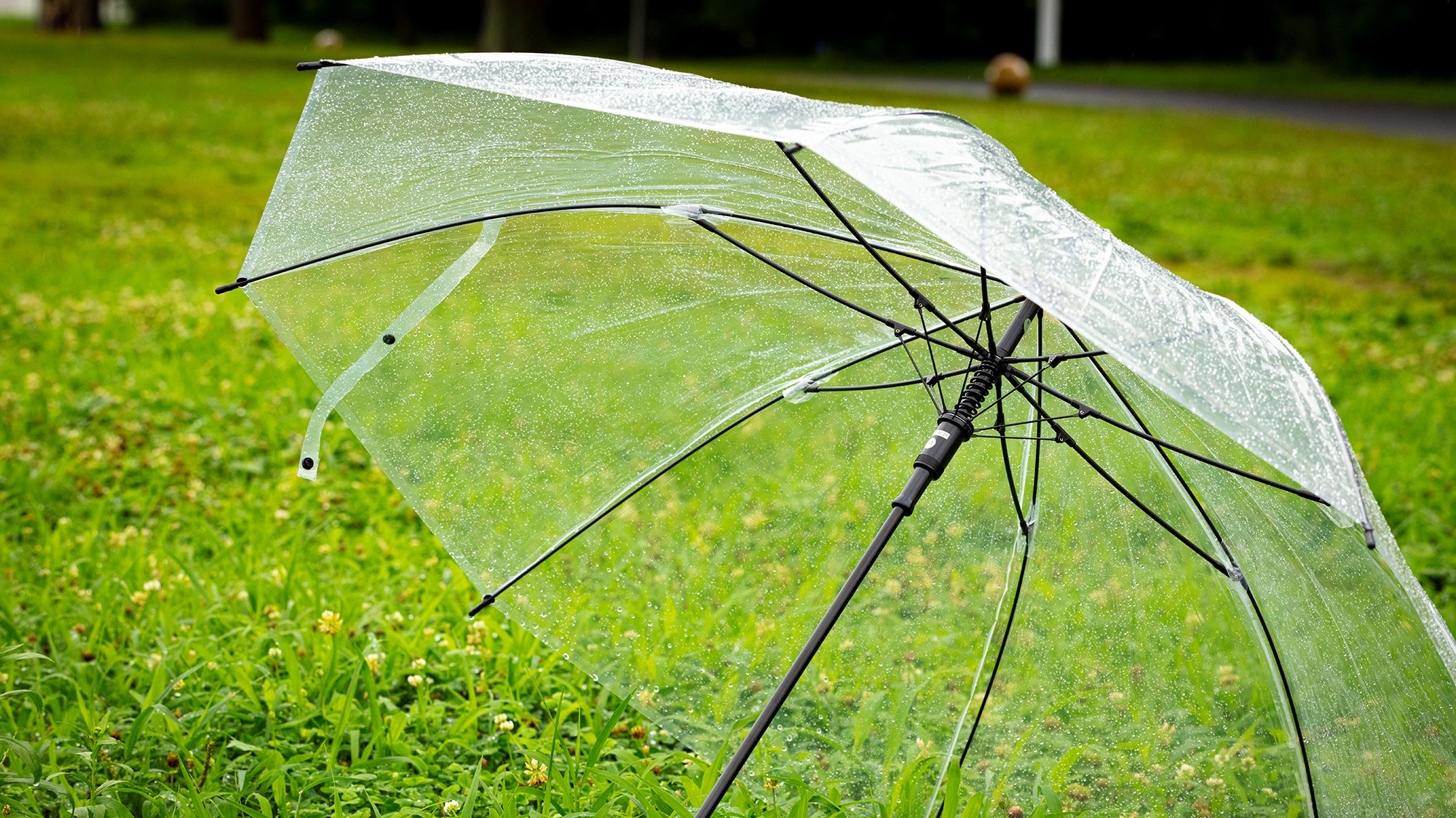 【レンタル】ビニール傘　※販売も可能、1本550円（税込）