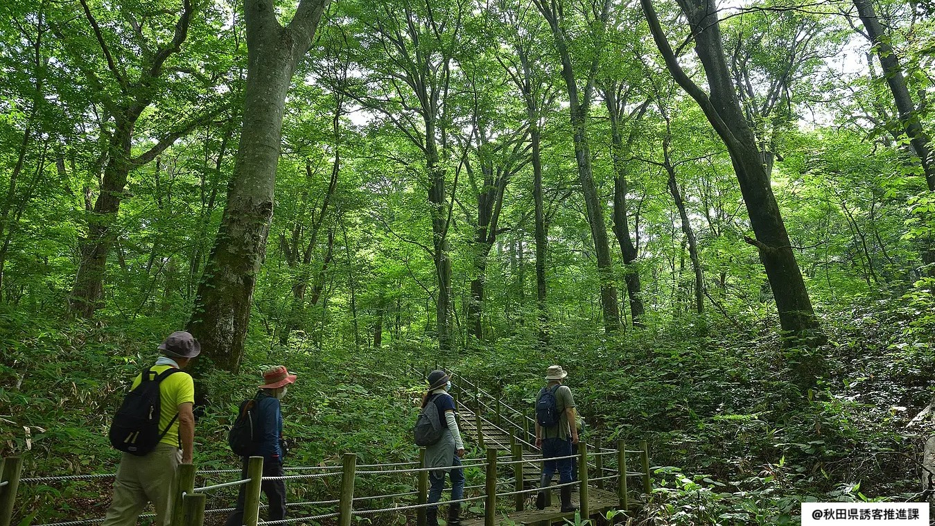 世界自然遺産「白神山地」