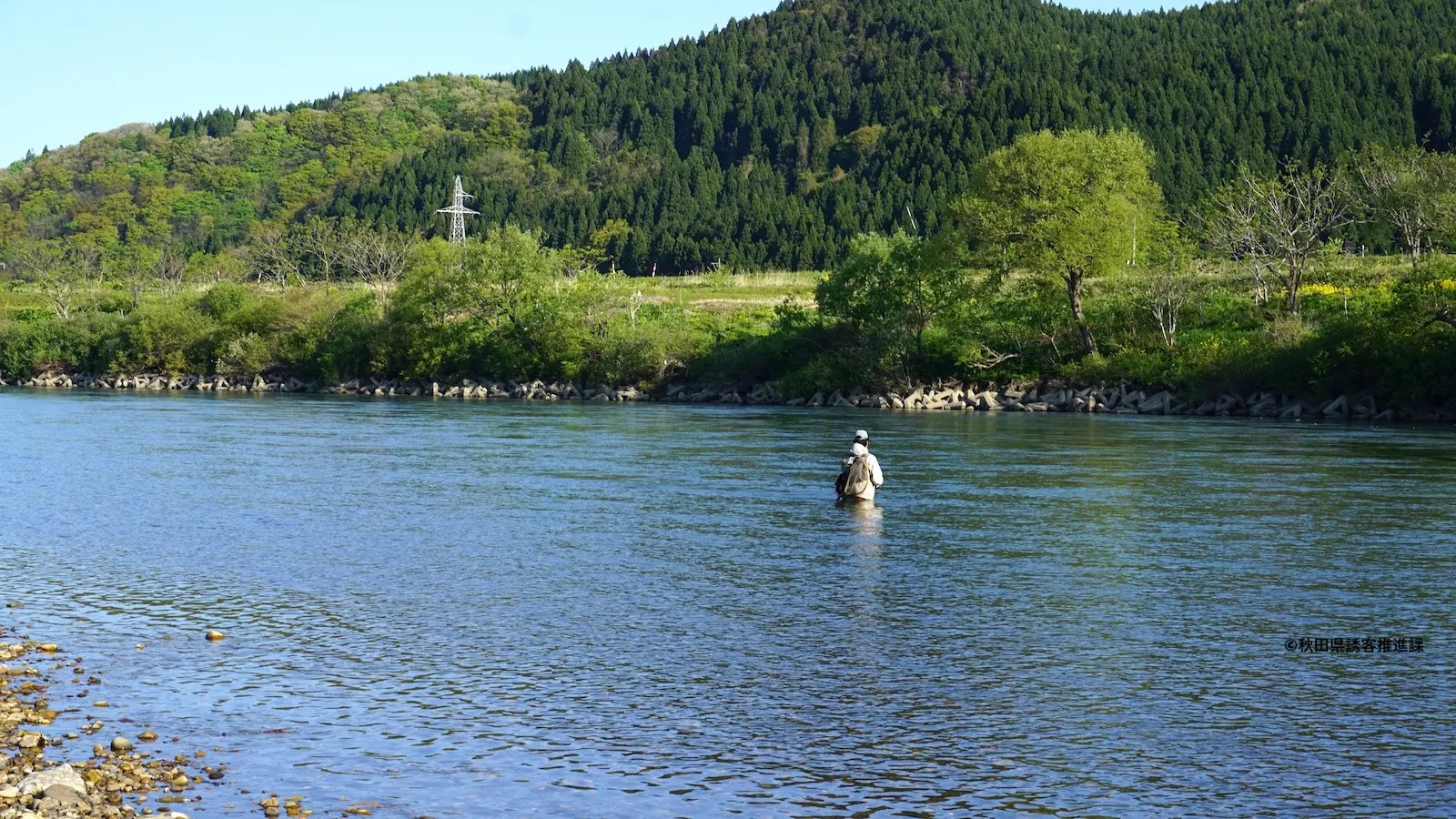 『米代川渓流釣り』好スポットがたくさん！春の雪解けとともに楽しむサクラマス釣り