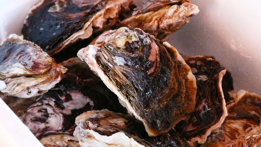 鶴宝牡蠣◆真鶴の海で養殖された限定の牡蠣