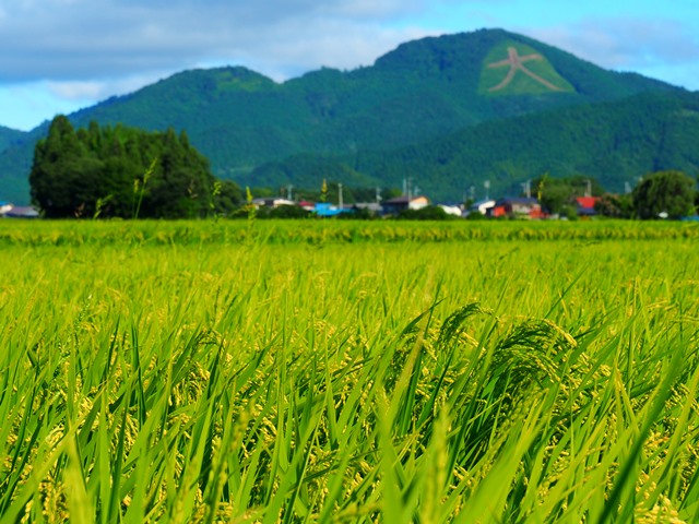 大館といえば日本最大級の大文字を擁する鳳凰山とおいしいお米！当館ではどちらもお楽しみいただけます！！