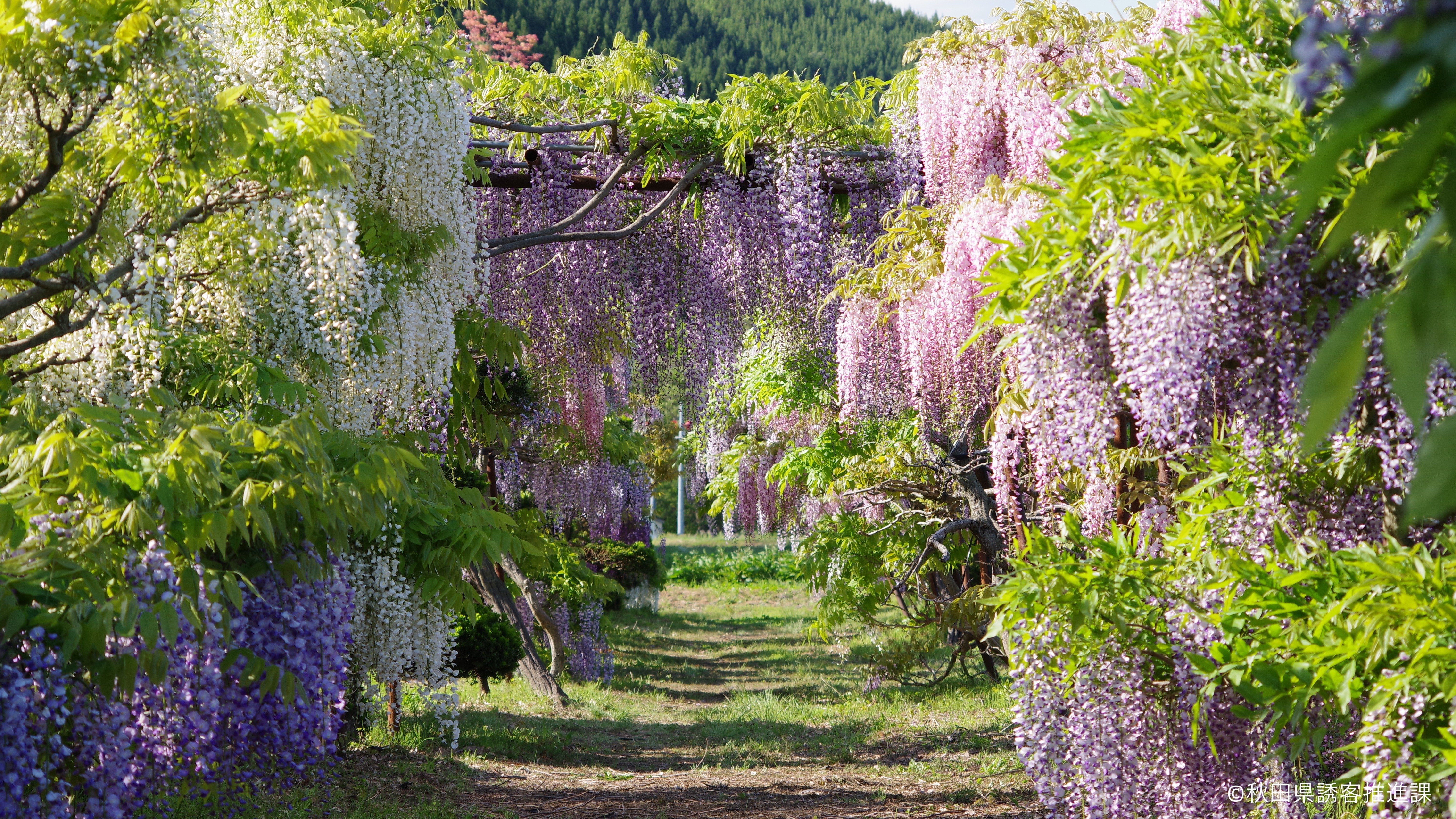 【十ノ瀬 藤の郷】藤のトンネル