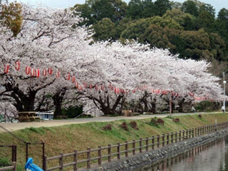 滝の宮公園　桜並木