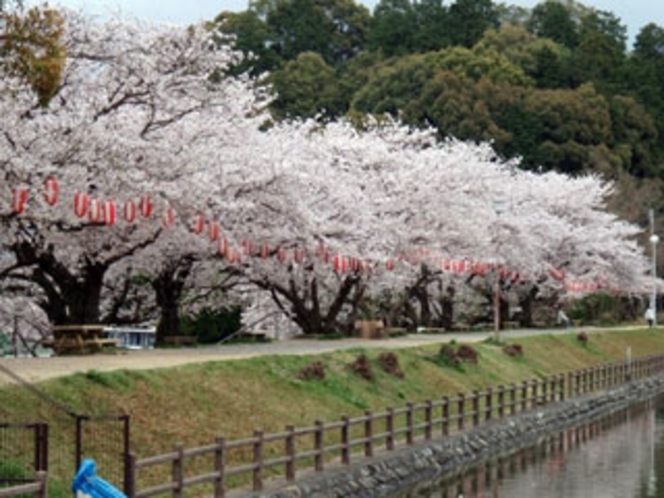 滝の宮公園　桜並木