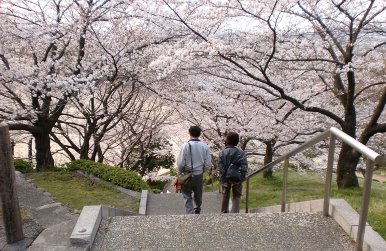 山根公園　桜