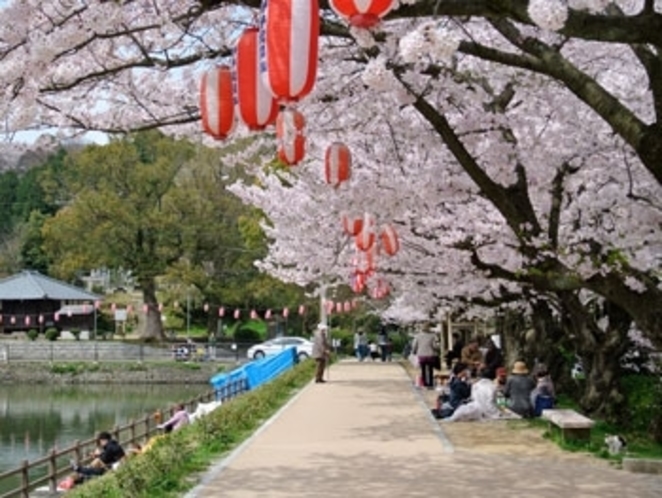 滝の宮公園　桜