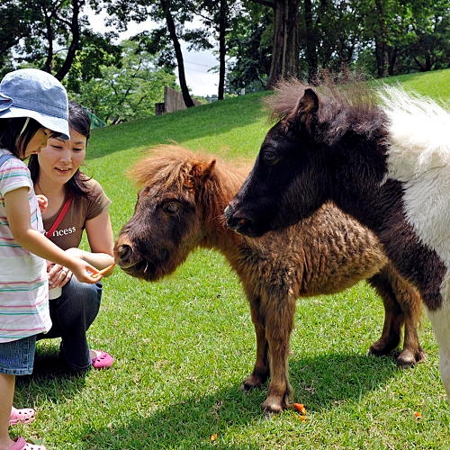 阿蘇カドリー・ドミニオン入園券付き♪いろんな動物たちが待ってます！◆朝食付き◆
