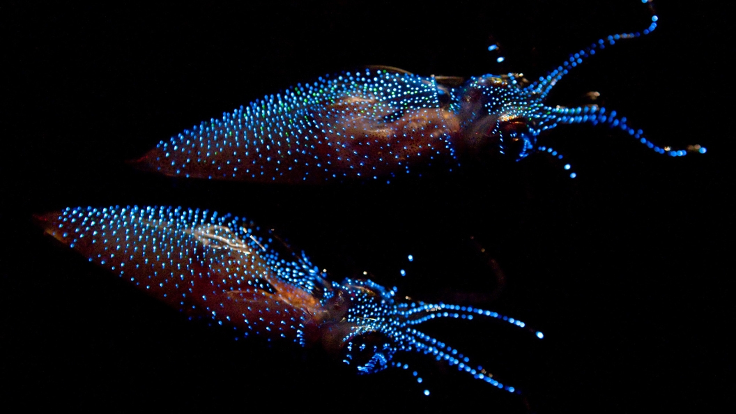 【期間限定】白えび　ホタルイカ　山菜　紅ズワイガニ　海と山の幸を味わうフルコース「富山春の味覚膳」