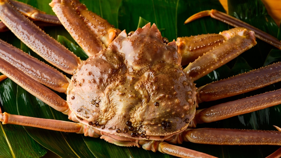 【富山　旬の味覚】富山湾の高級カニ「本ズワイガニ」をフルコースで堪能！数量限定「活本ズワイガニ膳」