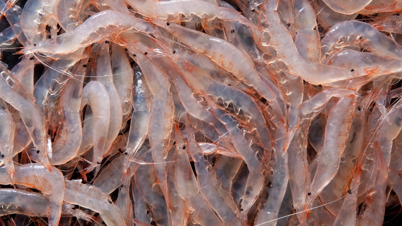 【期間限定】白えび　ホタルイカ　山菜　紅ズワイガニ　海と山の幸を味わうフルコース「富山春の味覚膳」