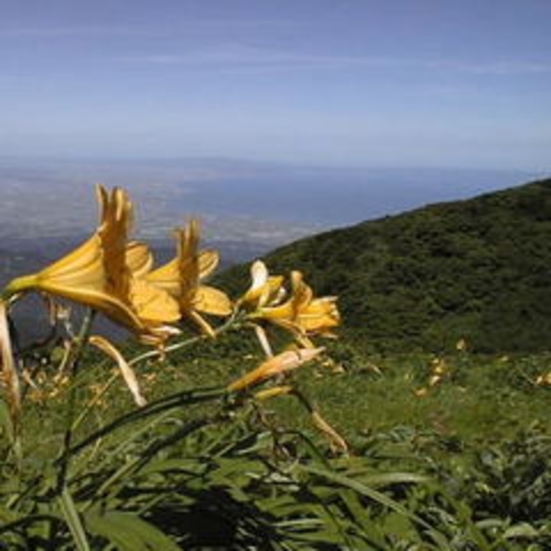 高原の花　ニッコウキスゲ