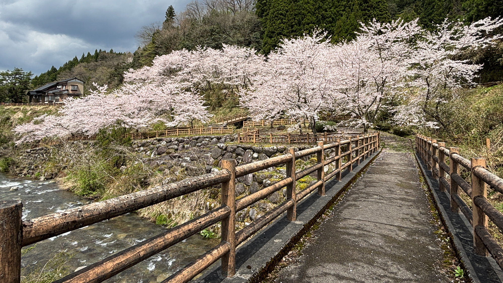 【大岩観光　大岩川親水公園　車で１０分】川のせせらぐ音が心地よい、隠れた桜の名スポットです
