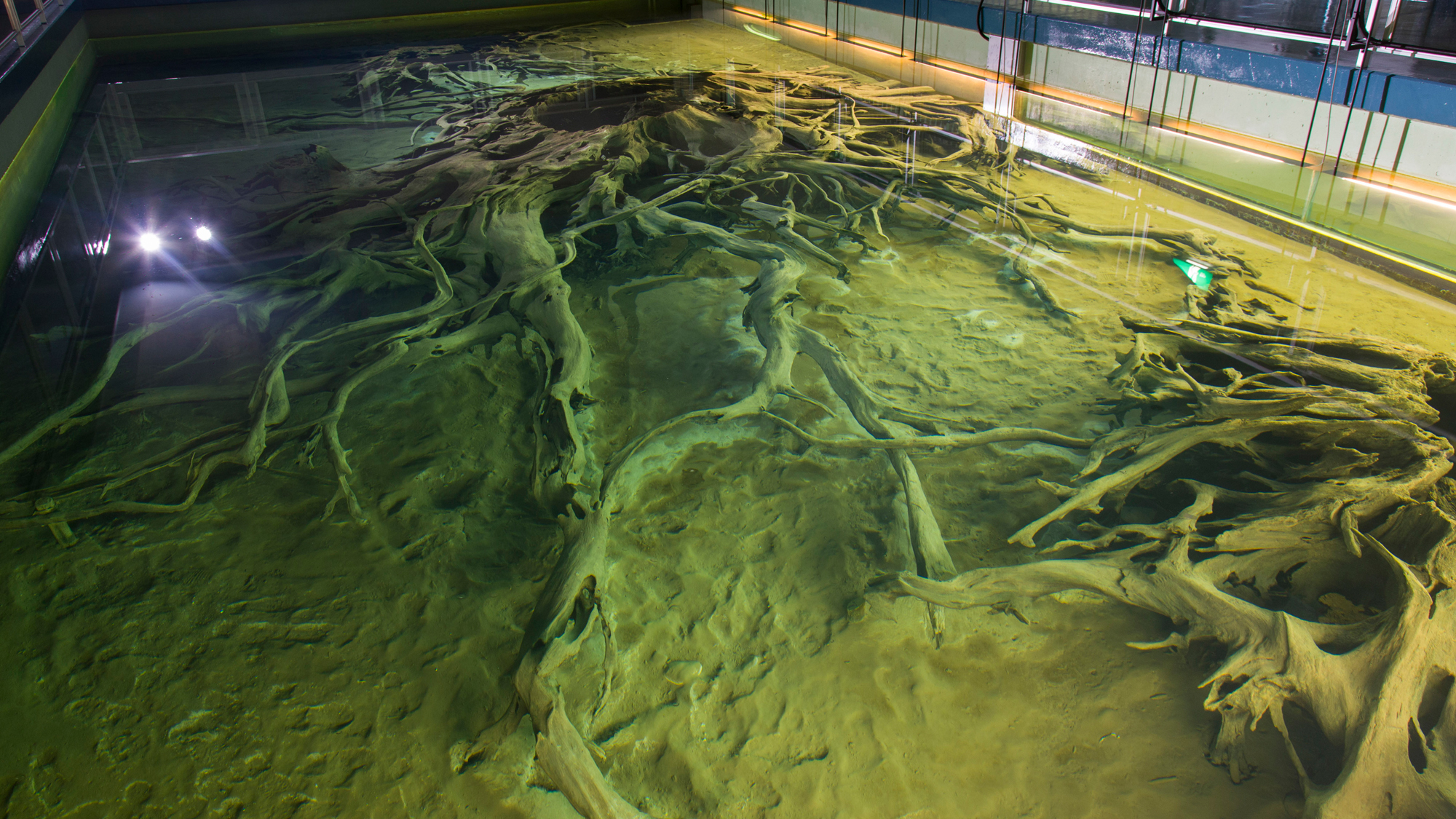 【魚津市　埋没林博物館　車で２８分】樹齢500年以上の樹根が水中保存されている国の特別天然記念物です