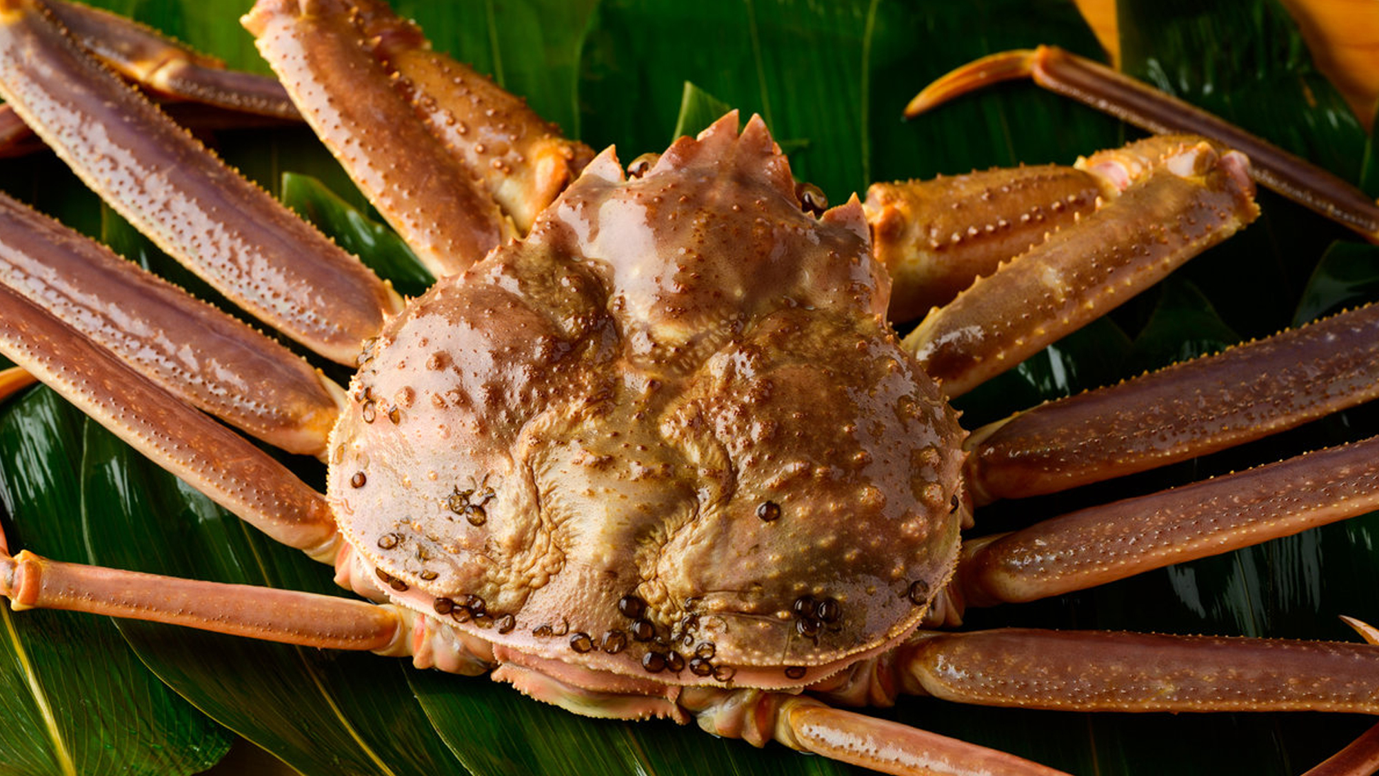 【富山　旬の味覚】富山湾の高級カニ「本ズワイガニ」をフルコースで堪能！数量限定「活本ズワイガニ膳」