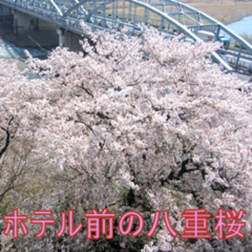 ホテル前に咲く八重桜