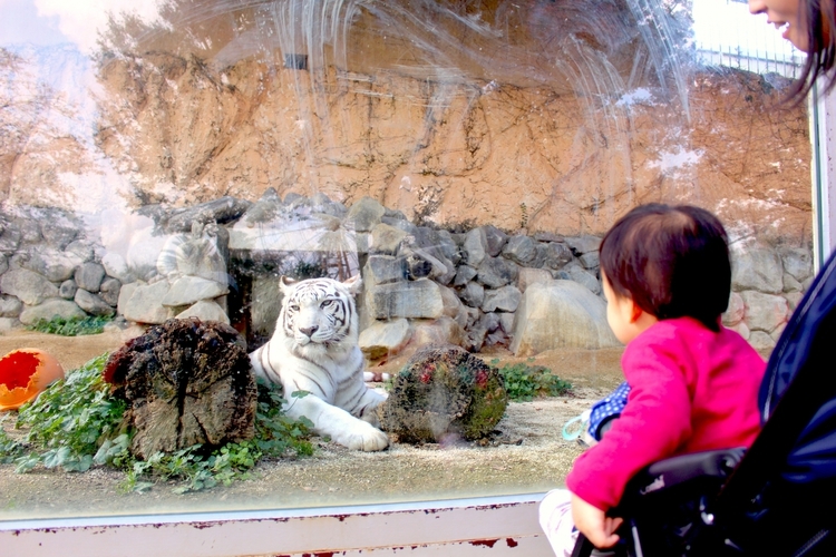 【東武動物公園をお得に】お得な大人×2枚　入園券付 ＜現金不可＞