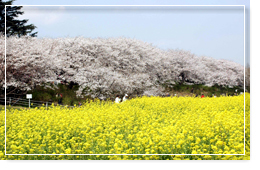 桜の名所　権現堂桜堤