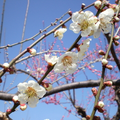 みさと梅林の梅の花２月下旬〜３月いっぱいが見頃