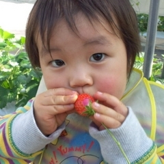 お子様も大喜びの甘〜いイチゴが食べ放題！ママ〜美味しいね♪