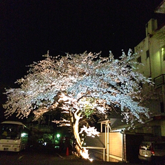 【夜桜】当館駐車場にある桜をライトアップ♪