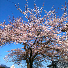 ふくぜんに咲く桜