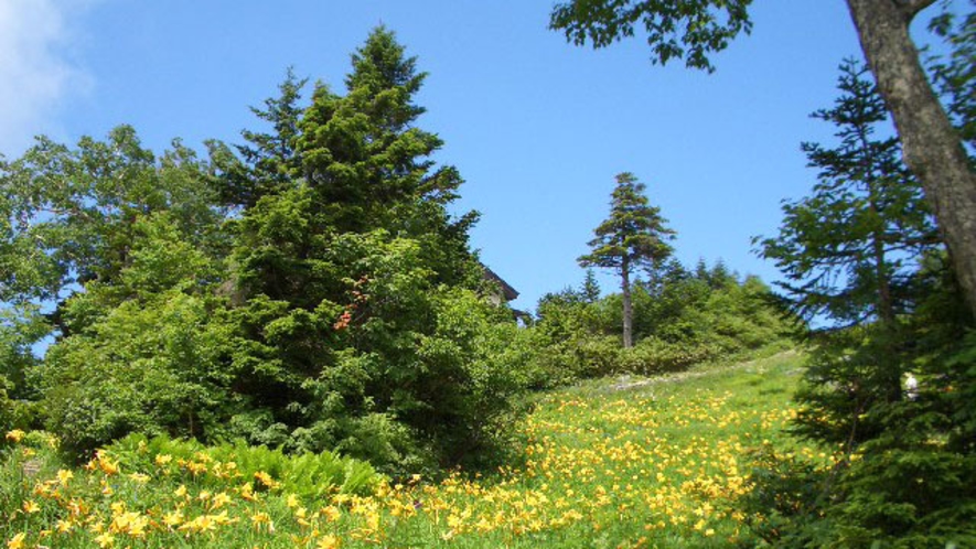 *東館山のニッコウキスゲ／冬は一面雪景色の東館山も、夏は美しい高原の花で覆われます。