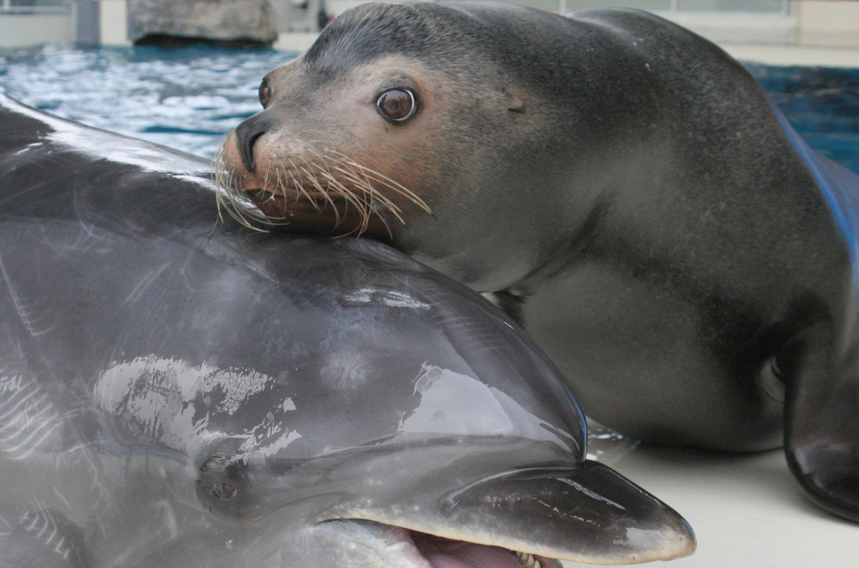 ☆水族館につれてって☆　〜だってペンギンさんに会いたいんだもん♪〜　入場券+素泊りプラン