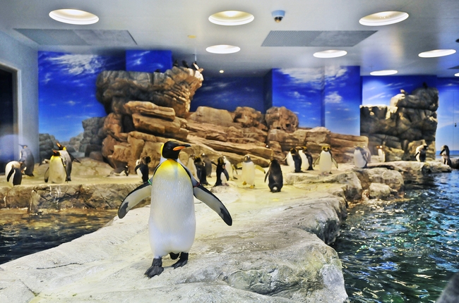☆水族館につれてって☆　〜だってペンギンさんに会いたいんだもん♪〜　入場券+朝食付きプラン