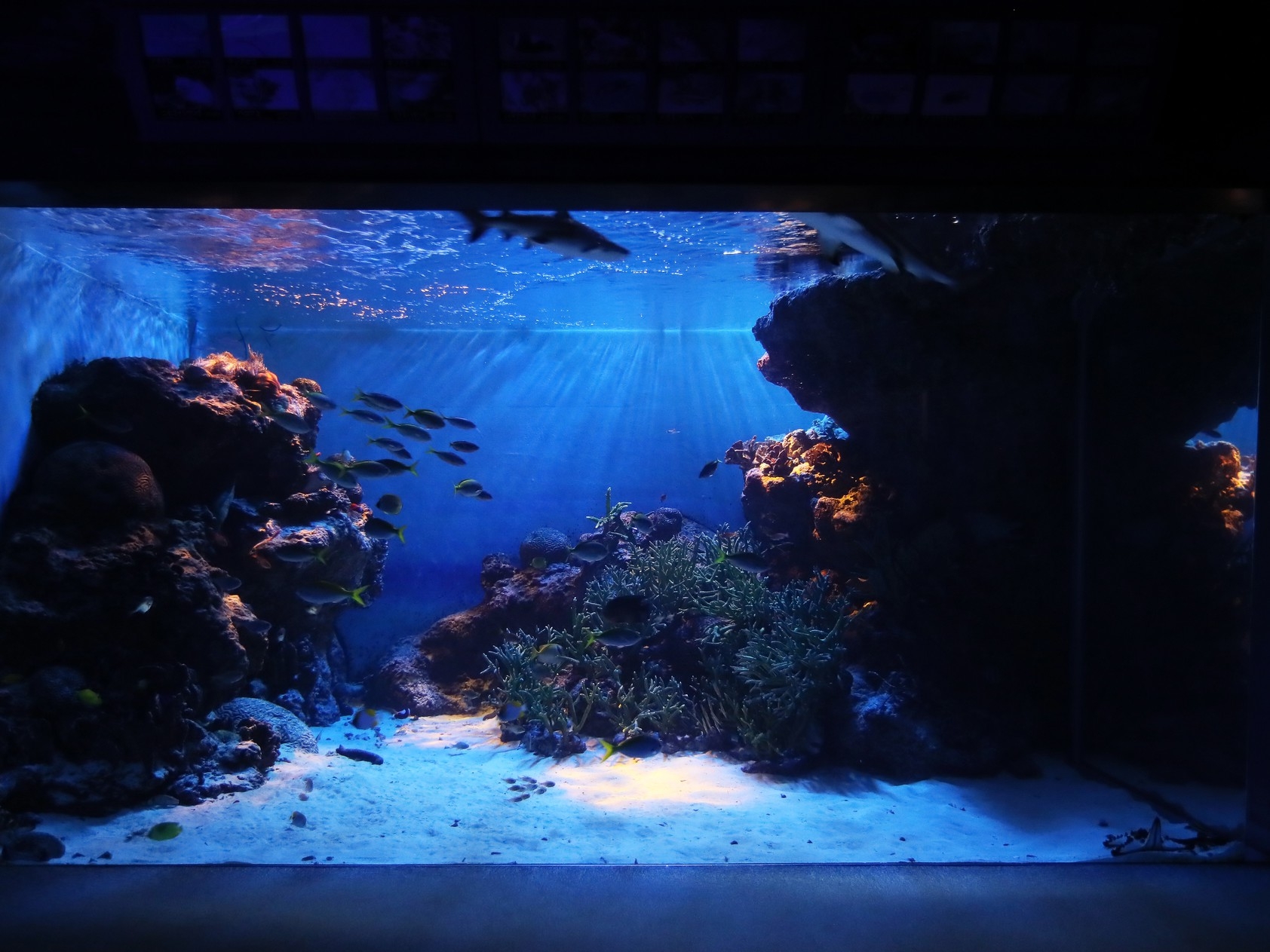 【期間限定】夜の水族館で神秘的な世界を〜入場券+朝食付きプラン〜