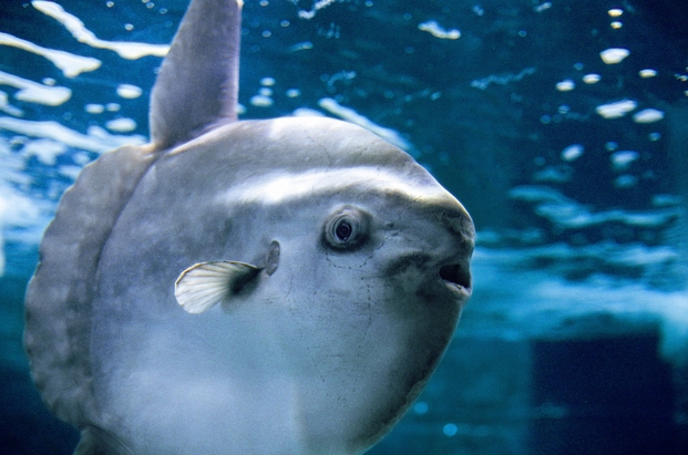 【期間限定】夜の水族館で神秘的な世界を〜入場券+素泊りプラン〜