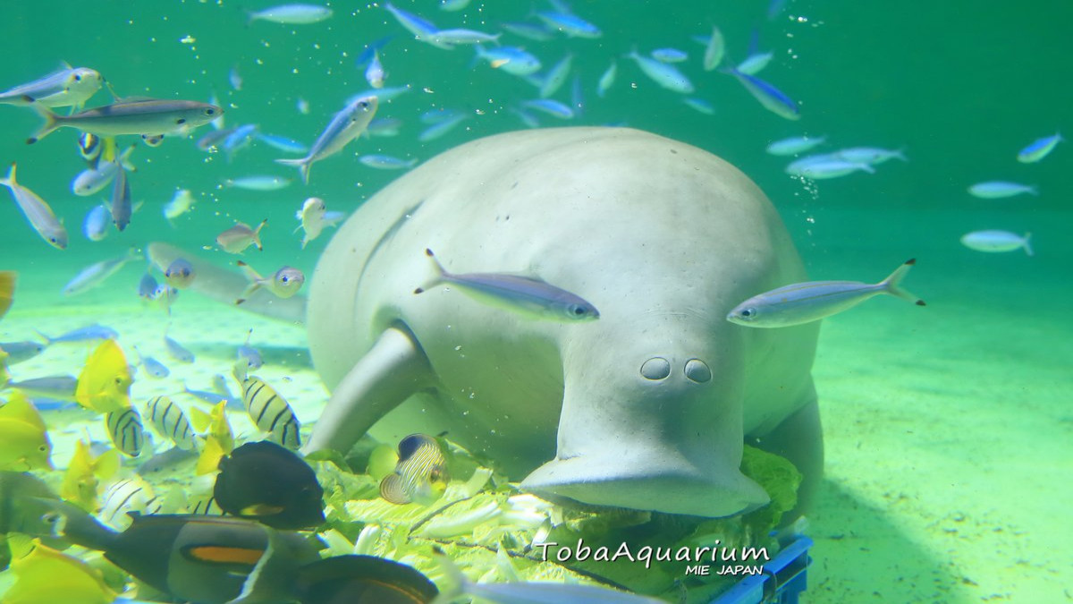 鳥羽水族館（当館よりお車で約5分）