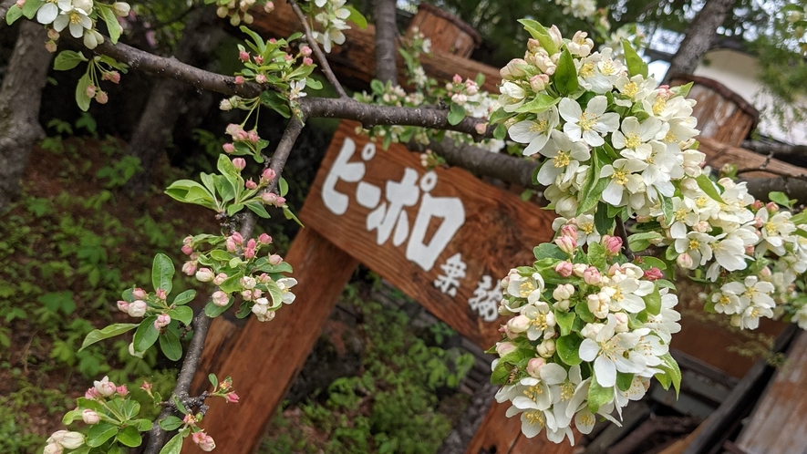 花が見ごろになる5月の乗鞍