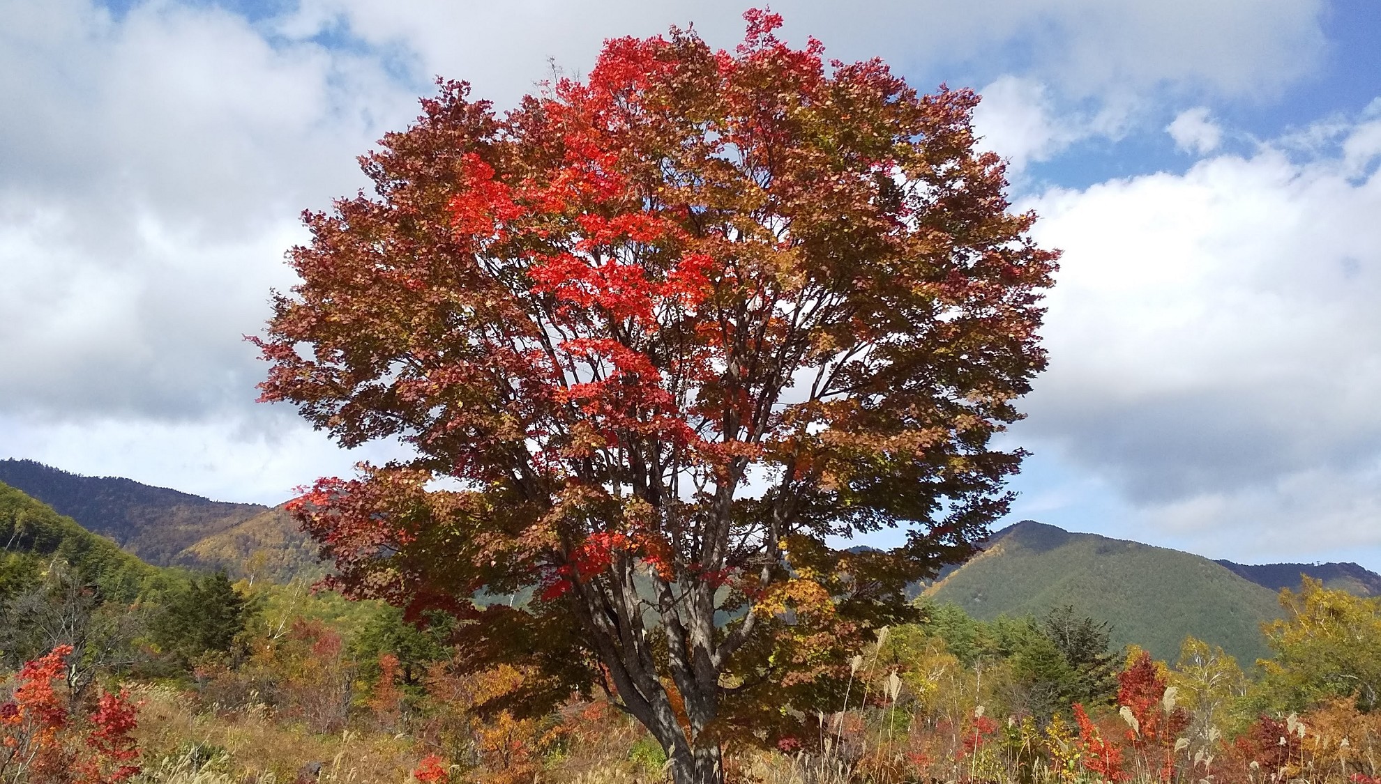 乗鞍高原の紅葉のシンボル大カエデ