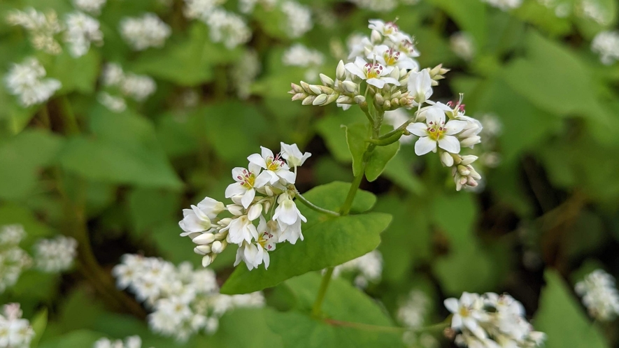 8月に見ごろを迎えるソバの花