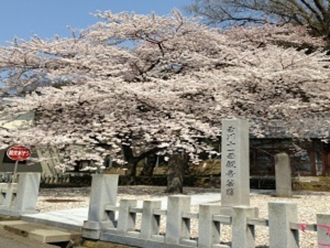 桜満開です