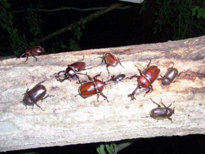 カブト、クワガタ、カミキリの集まる樹液