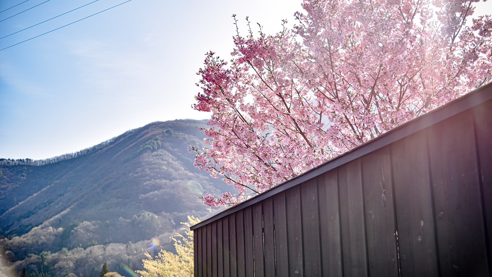 桜と芦ノ牧温泉
