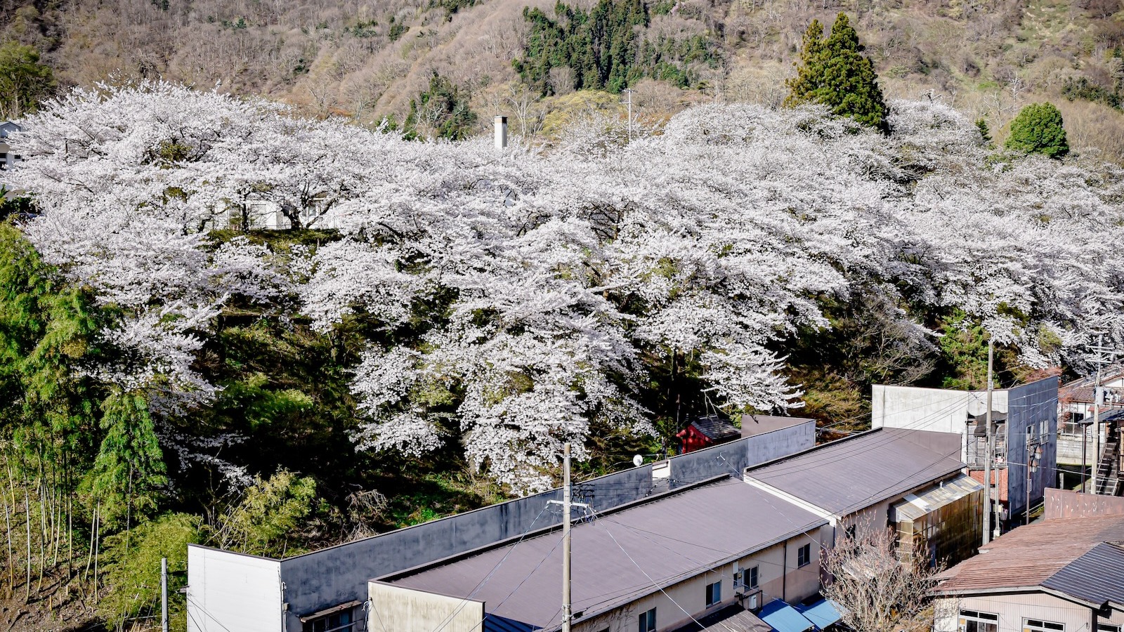 春の芦ノ牧温泉