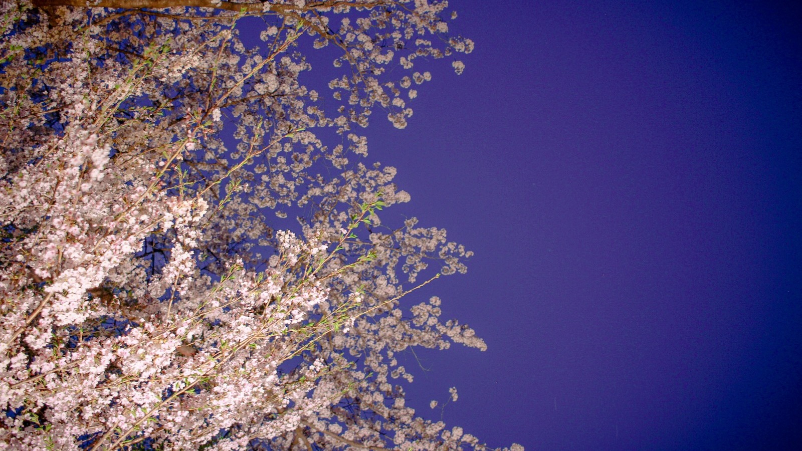 ライトアップのされる桜
