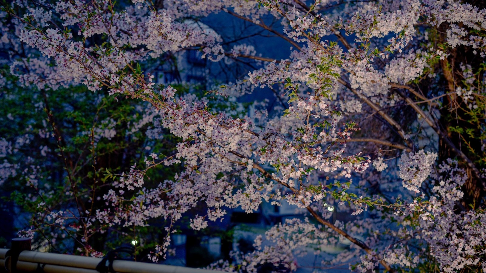 夜桜も美しくライトアップされます。
