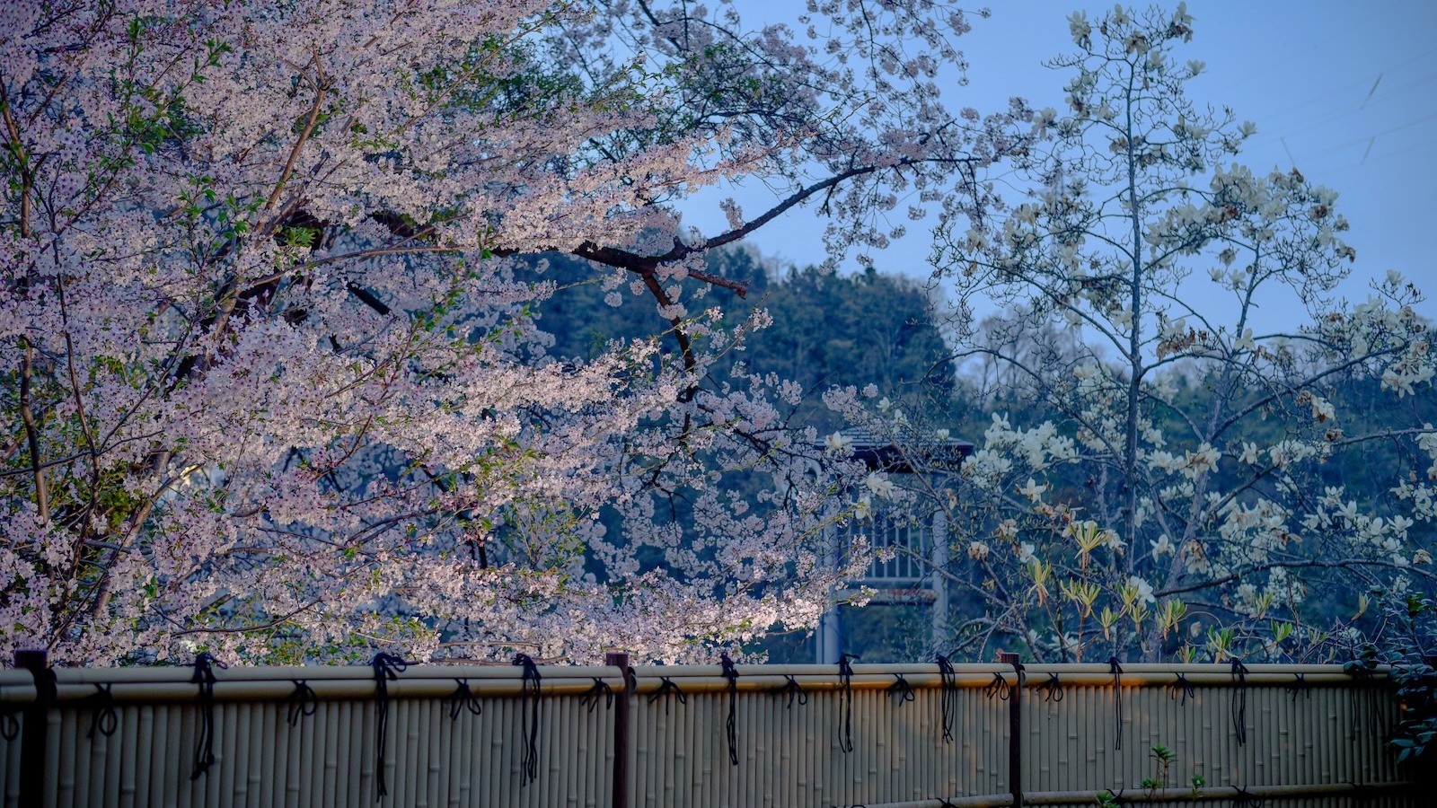 当館は夜の花見風呂が最高です。もちろん他の季節も。