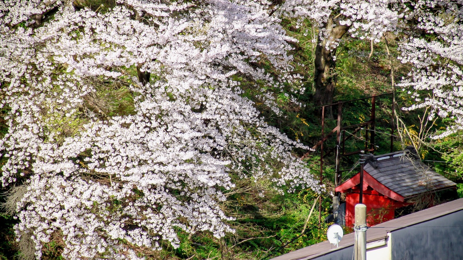 桜に囲まれる芦ノ牧温泉