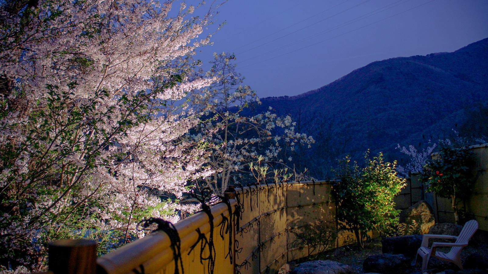 ライトアップされた夜桜が迫る男性露天風呂