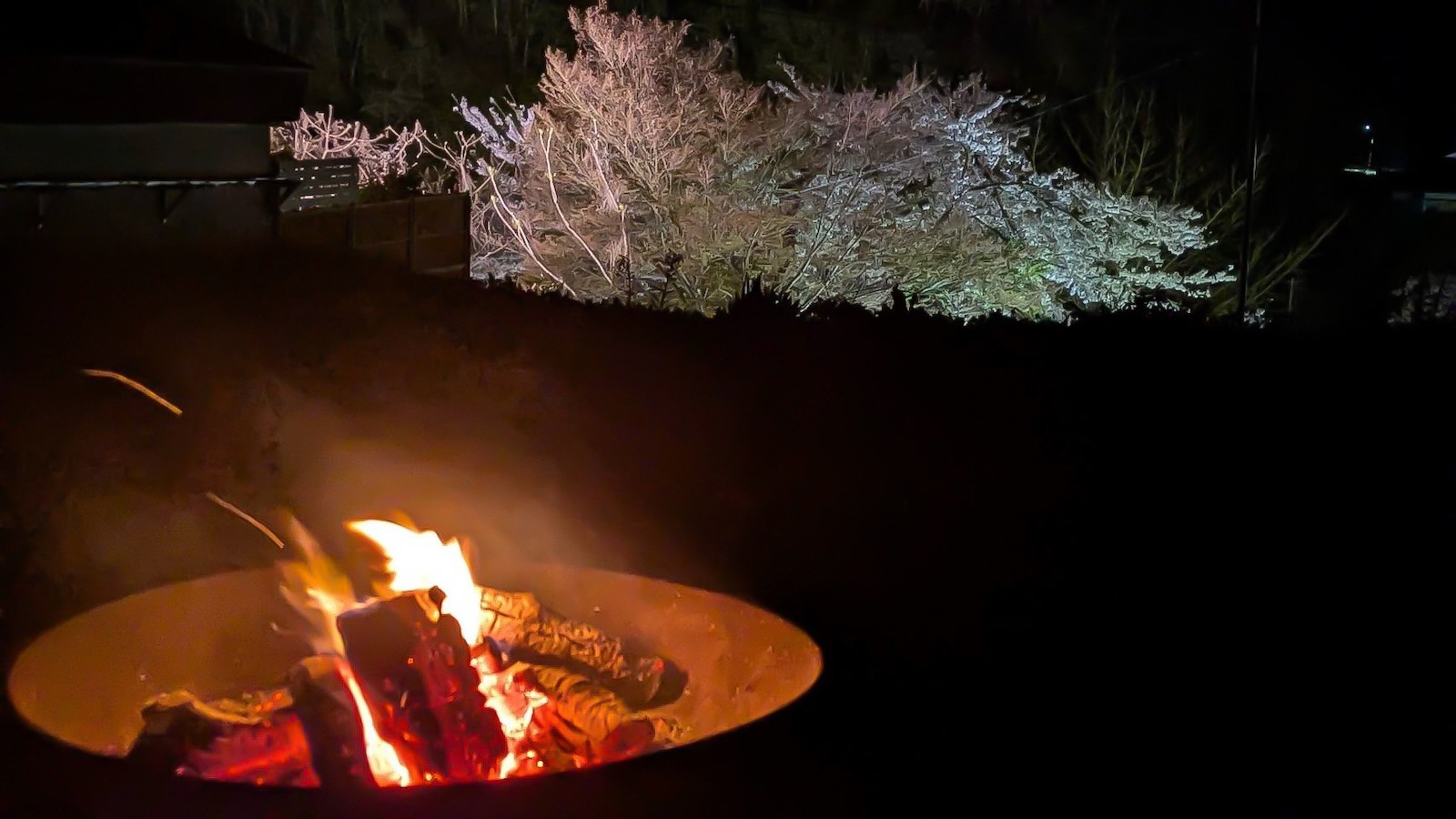 当館では夜桜と焚き火を同時に楽しんでいただけます。