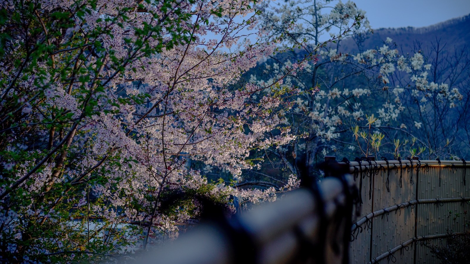 当館は夜の花見風呂が最高です。もちろん他の季節も。